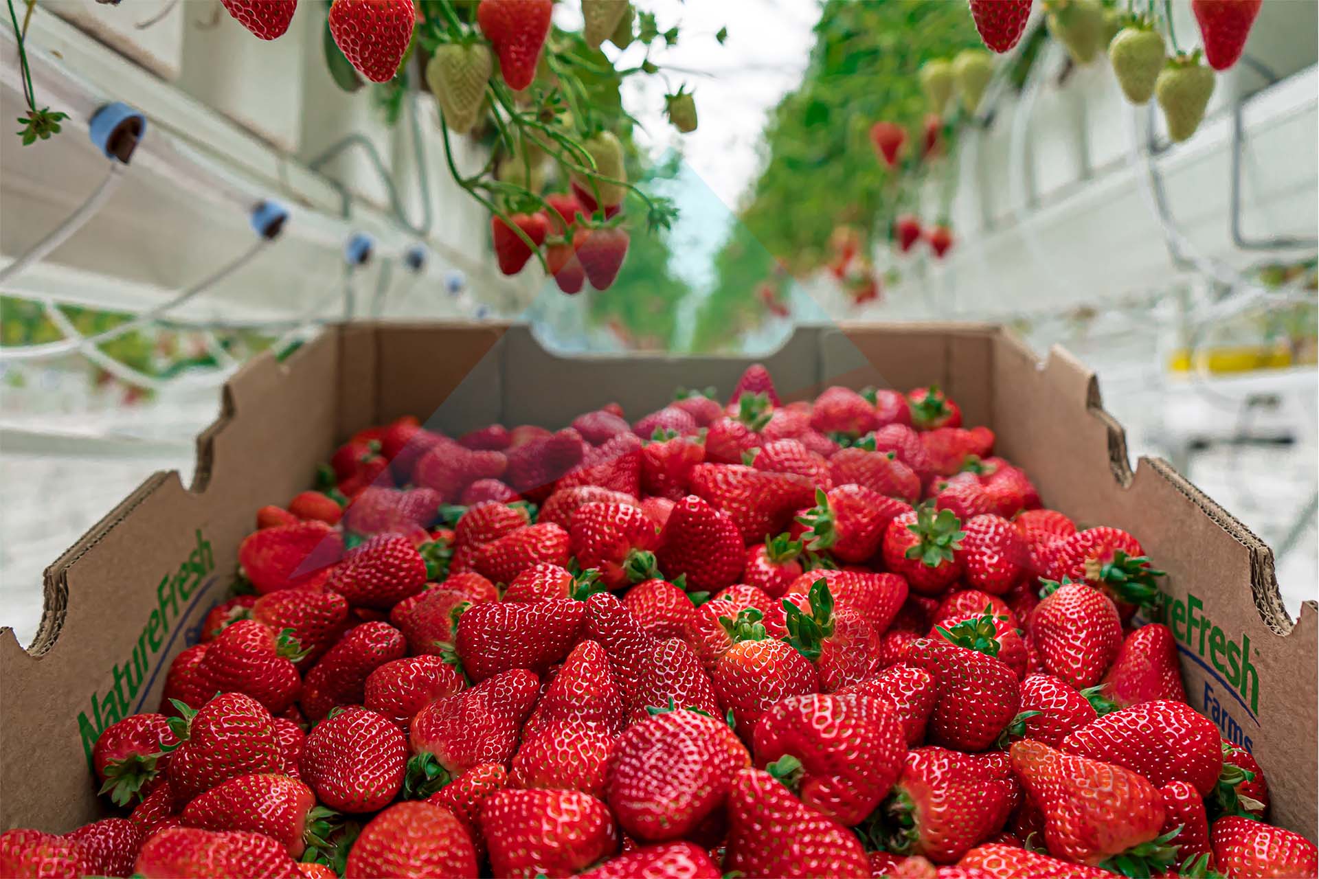 Berry 3