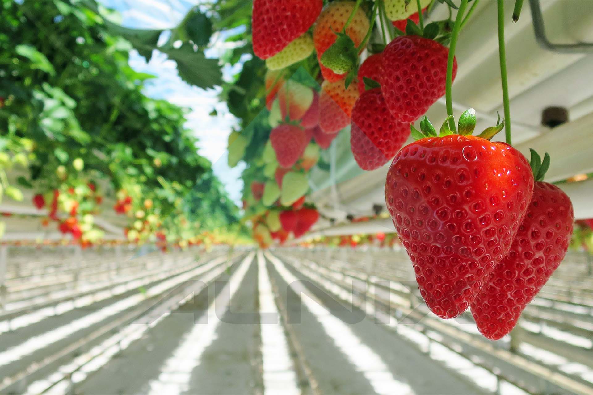 Berry 5