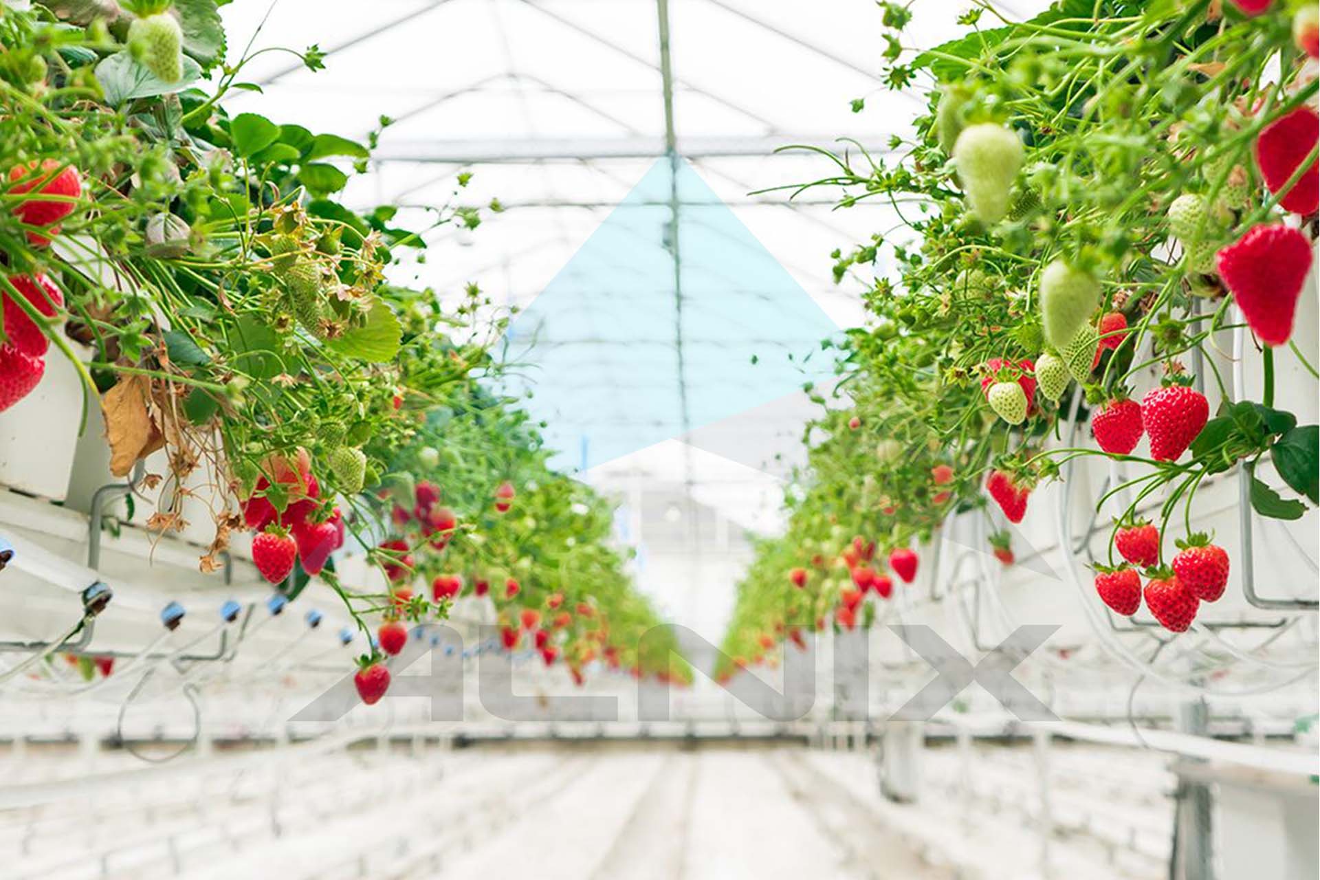 Berry 6