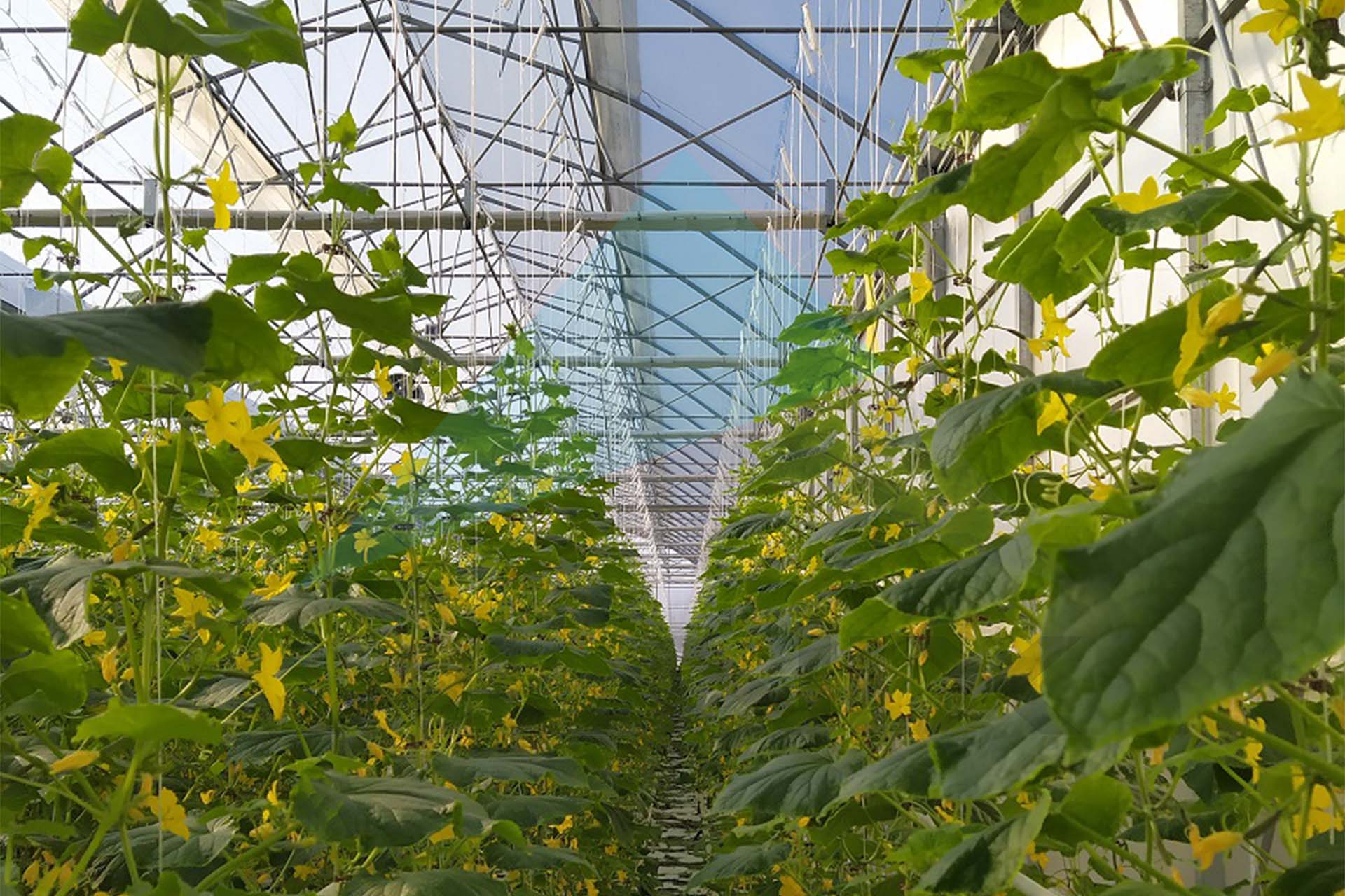 Cucumber 6