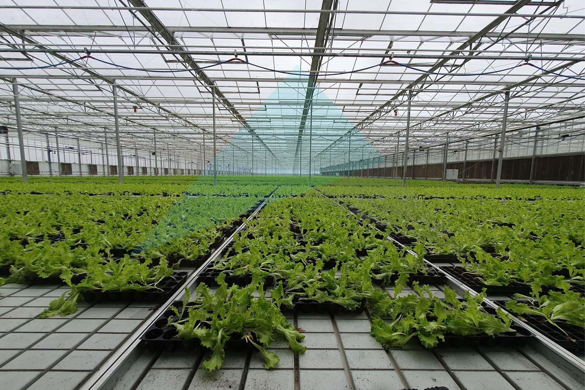 Grow_tables 1