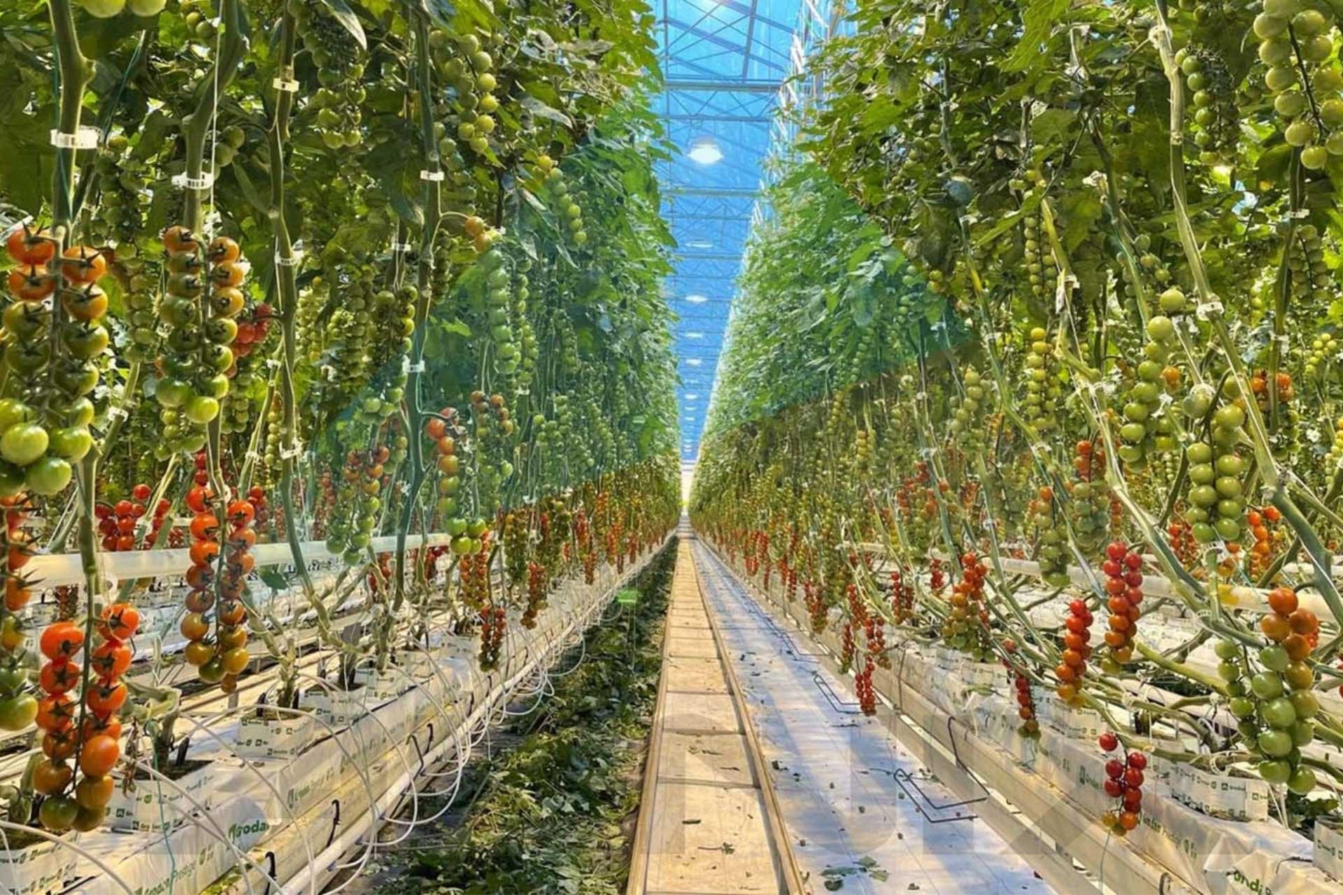 Tomatoes 6 1920x1280