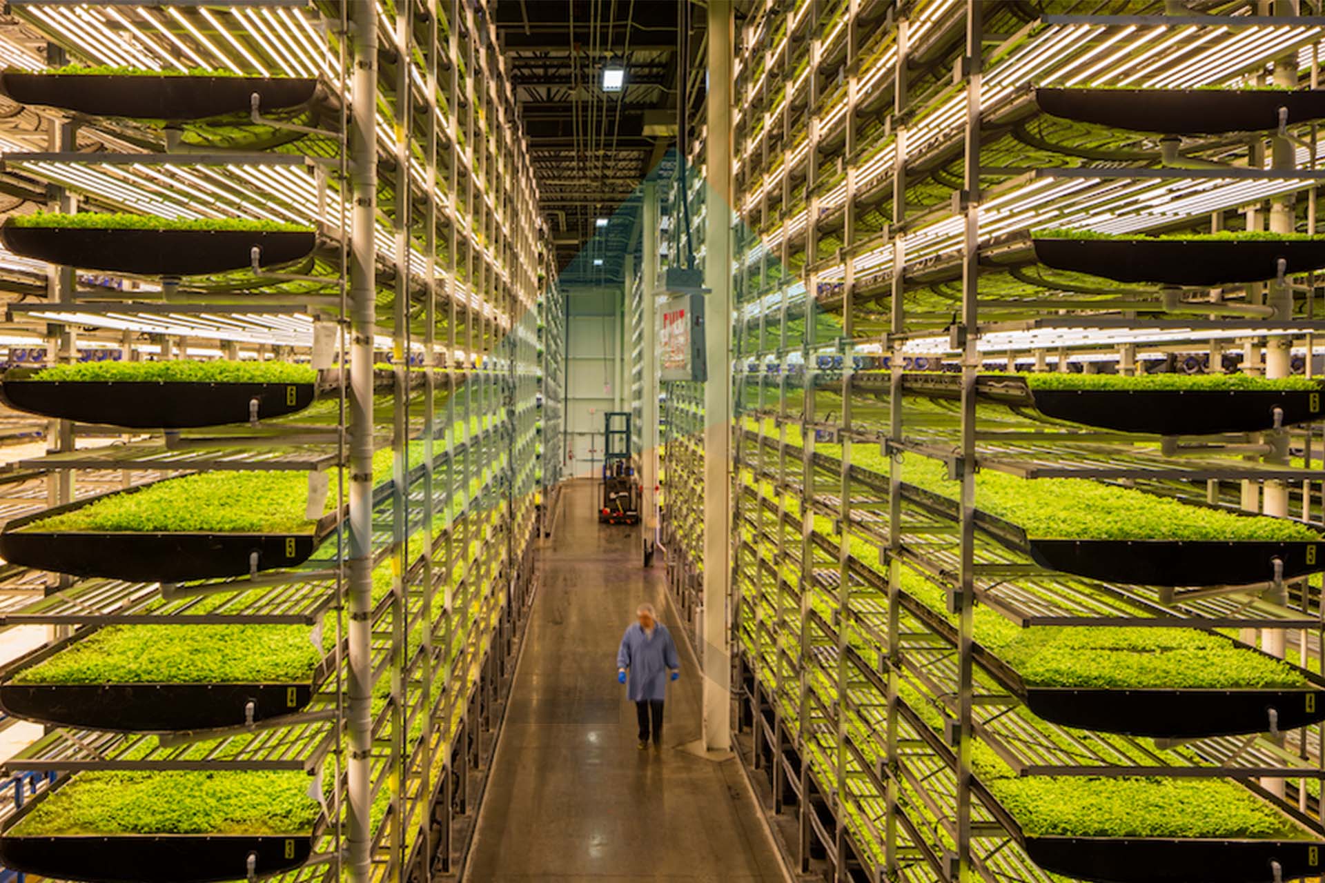 Vertical_farming 2