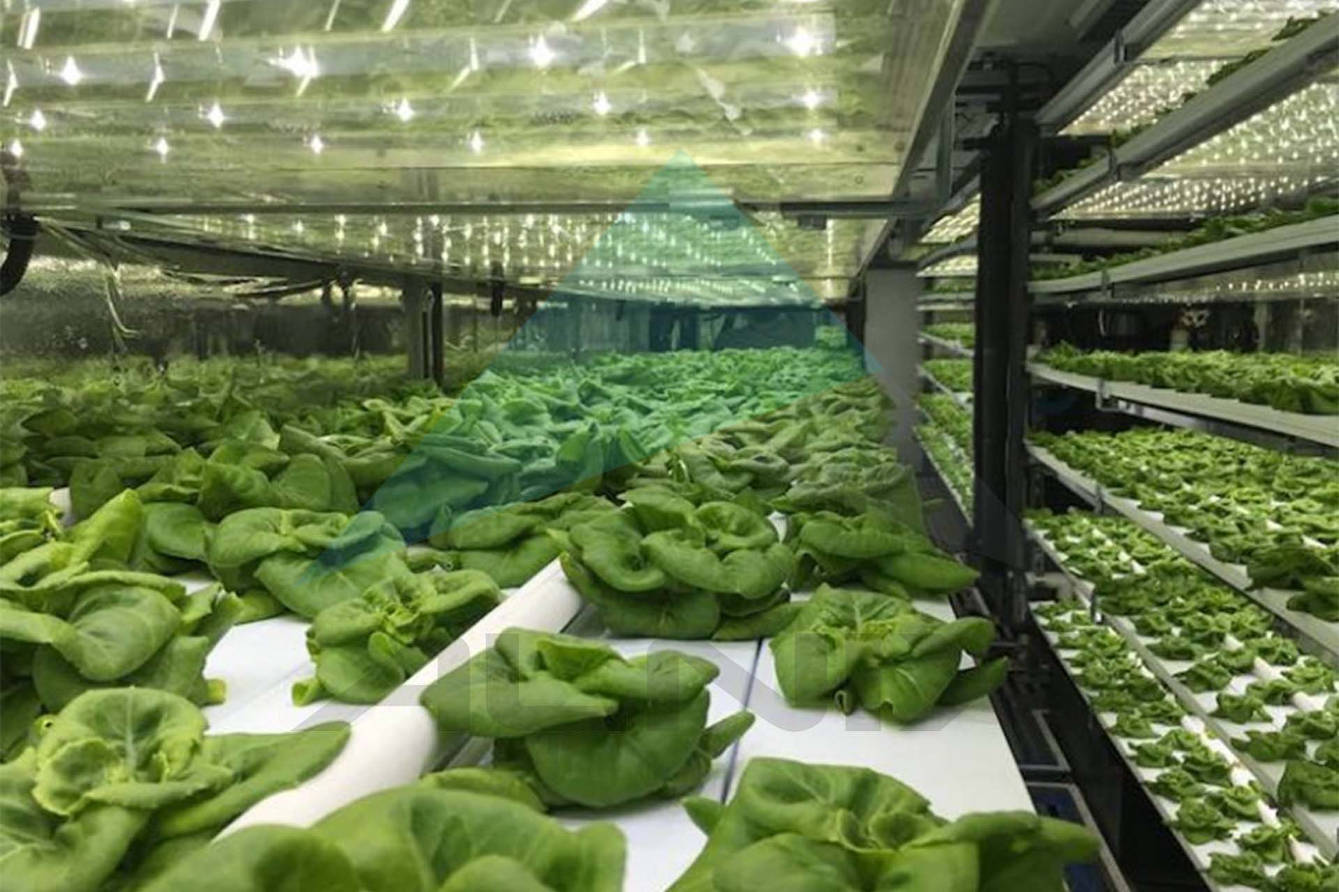Vertical_farming 5